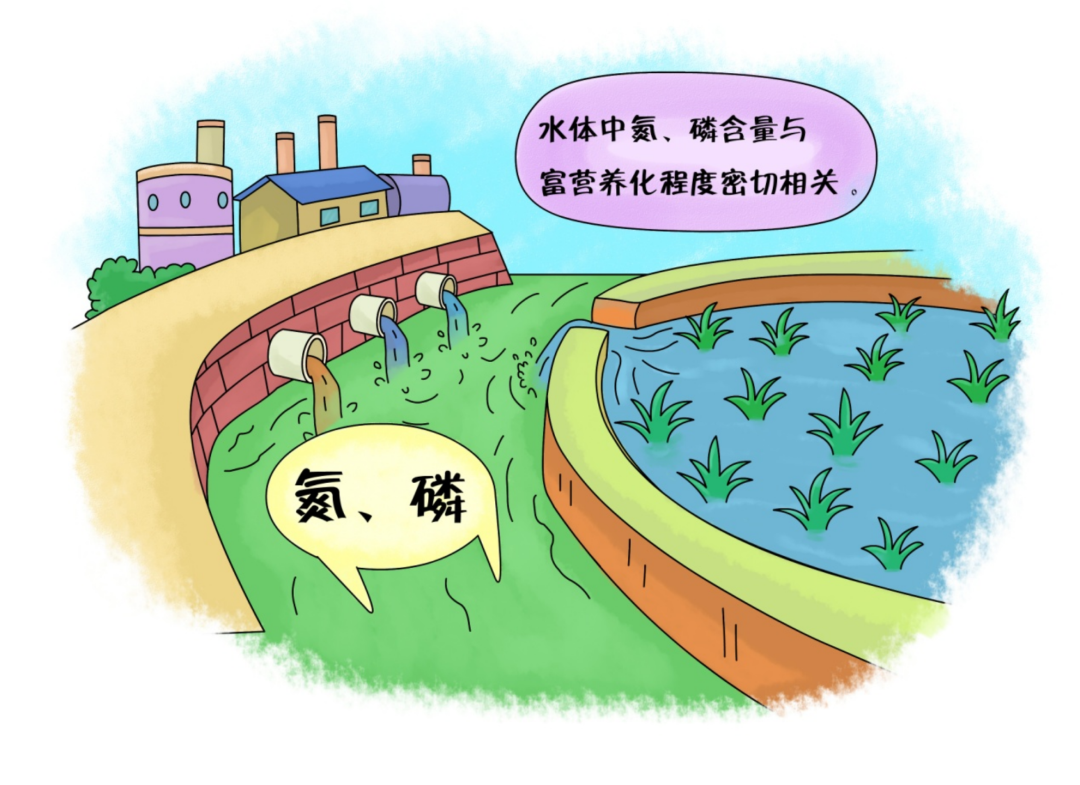 如何減少水體中氮、磷污染的含量